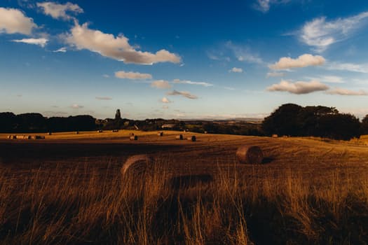 field-summer-agriculture-harvest
