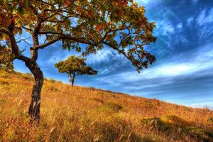 Paysage de terrain restaurés : arbre dans un champs