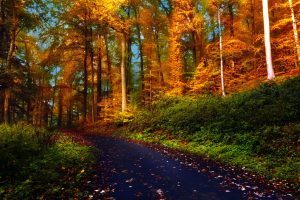 Route en forêt