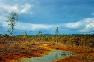 Paysage de zone humide restauré par la compensation écologique