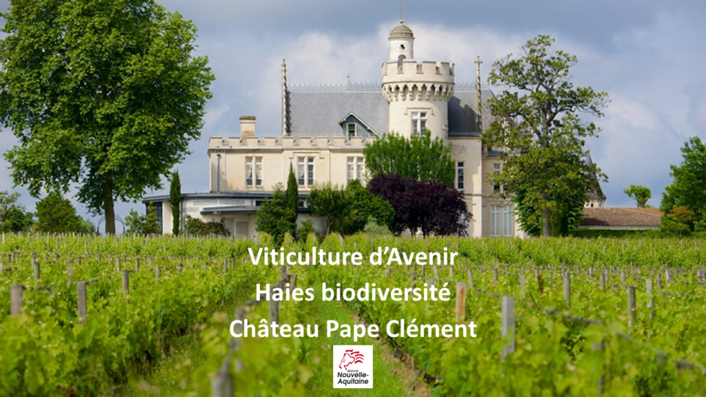 Viticulture d'Avenir : Haies Biodiversité au Château Pape Clément