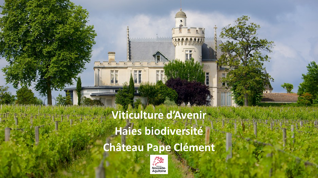 Viticulture d’Avenir : Haies Biodiversité au Château Pape Clément