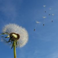dandelion-463928_1920 dandelion-463928_1920