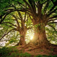 tree-3822149_1920 tree-3822149_1920