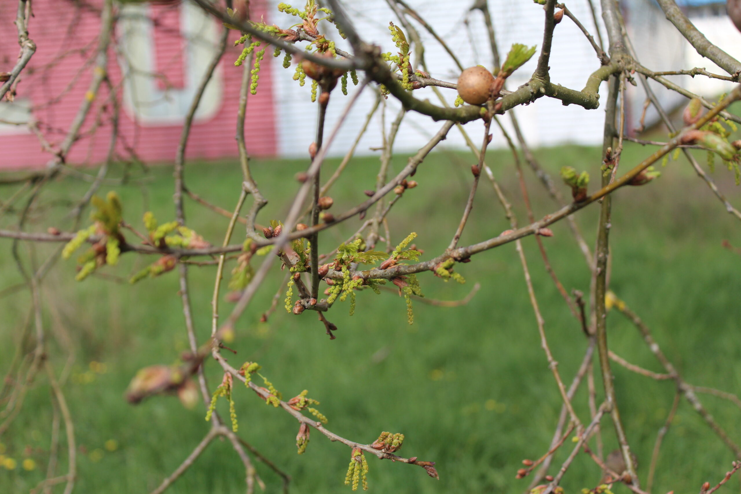Diagnostic écologique et plan d’actions en faveur de la biodiversité – Aramis