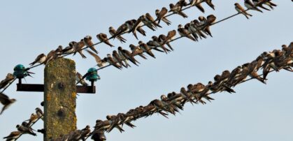 jerzygorecki-swallows-2637187 jerzygorecki-swallows-2637187